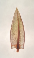 Ptychostomum creberrimum