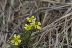 Ranunculus rhomboideus