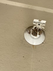 Polistes exclamans