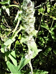 Stachys germanica