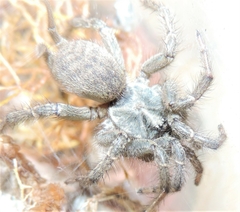 Ischnothele digitata