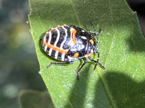 iNaturalist observation photo of Harlequin Bug