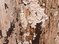 Inonotus glomeratus