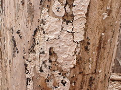 Inonotus glomeratus
