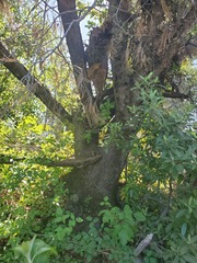 Quercus wislizeni wislizeni