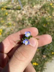 Veronica persica