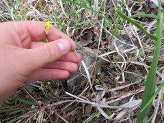 Physaria filiformis