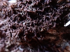 Frullania bolanderi