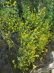 Erythranthe glaucescens