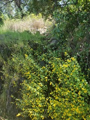 Erythranthe glaucescens