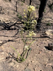 Toxicoscordion micranthum