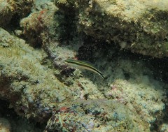 Plagiotremus goslinei