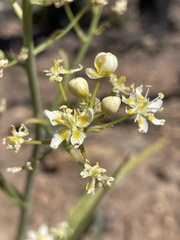 Toxicoscordion micranthum