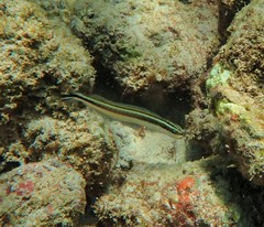 Plagiotremus goslinei