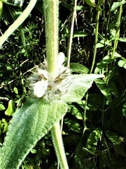 Stachys germanica