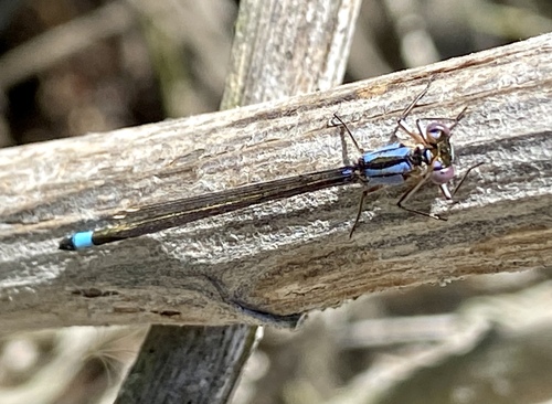 iNaturalist observation photo of Pacific Forktail