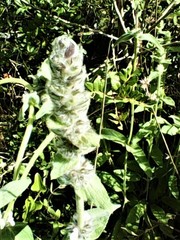 Stachys germanica
