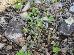 Physaria filiformis