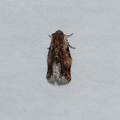 Parerastria castaneata