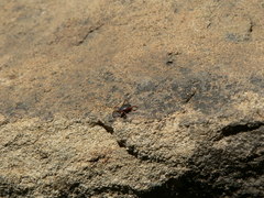 Rhipicephalus evertsi