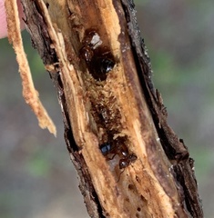 Crematogaster pinicola