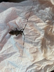 Acanthocinus nodosus