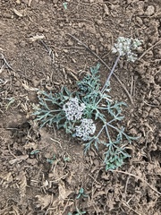 Lomatium nevadense