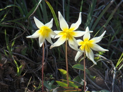 Erythronium helenae