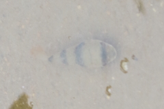 Marilyna pleurosticta