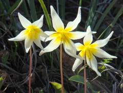 Erythronium helenae