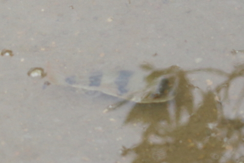 Marilyna pleurosticta
