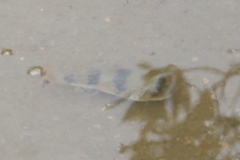 Marilyna pleurosticta