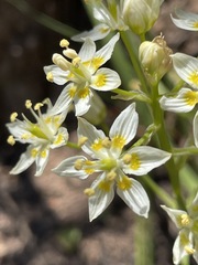 Toxicoscordion micranthum