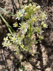 Toxicoscordion micranthum