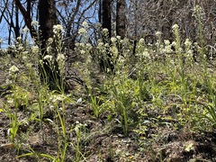 Toxicoscordion micranthum