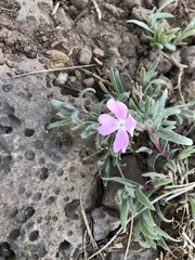 Phlox woodhousei