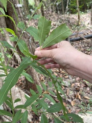 Sapindus saponaria
