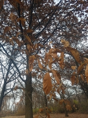 Quercus imbricaria