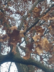 Quercus shumardii