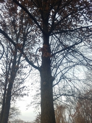 Quercus imbricaria