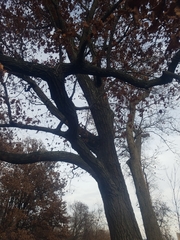 Quercus shumardii