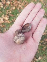 Quercus shumardii