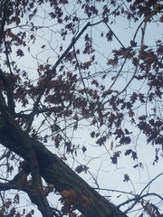 Quercus shumardii
