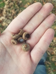 Quercus imbricaria