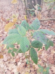 Rubus