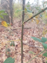 Rubus