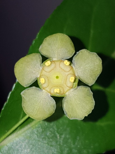 bursting-heart (Euonymus americanus)