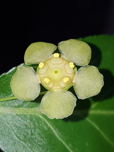 Euonymus americanus
