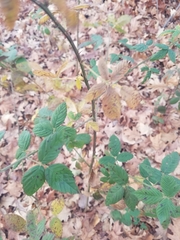 Rubus