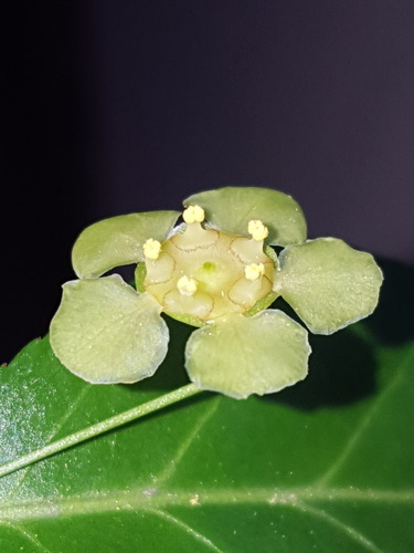 Euonymus americanus